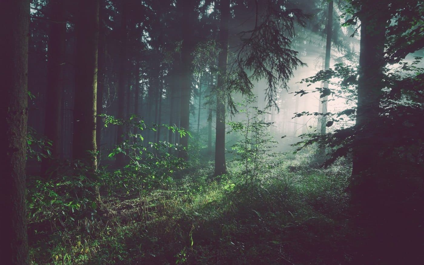 Environnement et forêts